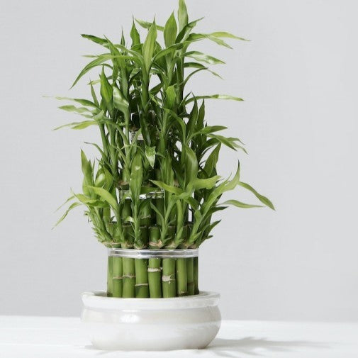 Bamboo Plant
